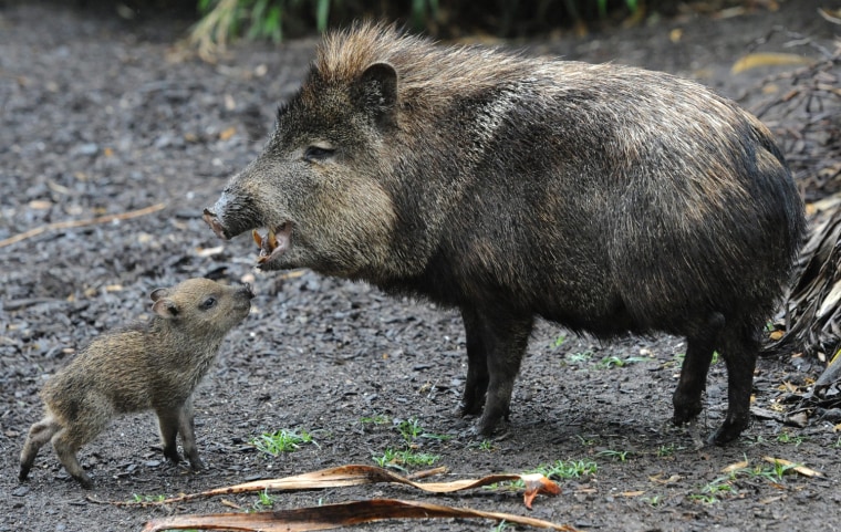Image: Peccary Twins at Melbourne Zoo