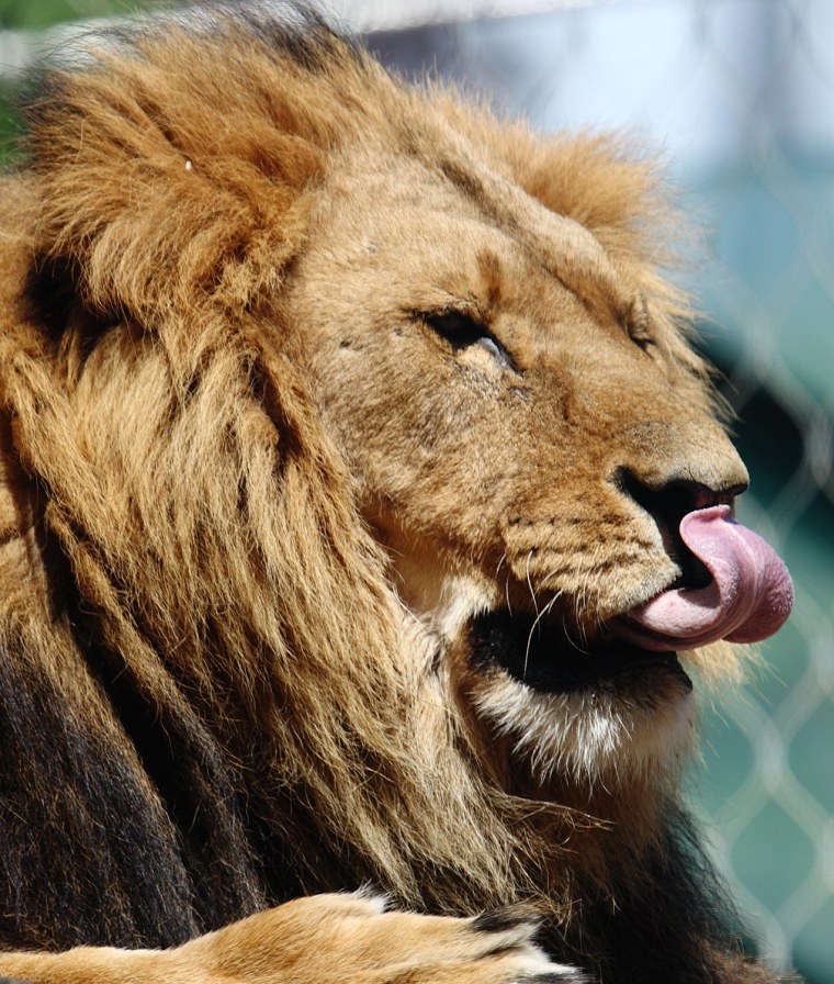 Image: A lion licks its nose at the Schoenbrunn zoo in Vienna