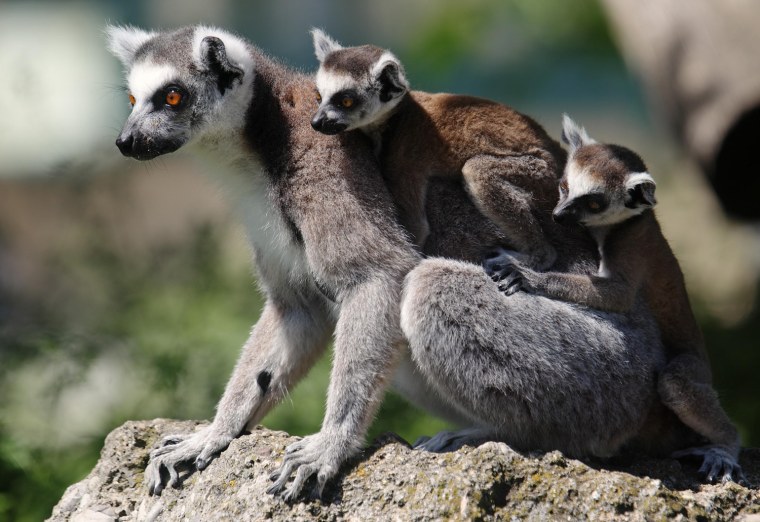 Image: A Lemur catta, also known as ring-tailed lemur, with its seven-week-old cubs clinging to its back sits on a rock at the Schoenbrunn zoo in Vienna