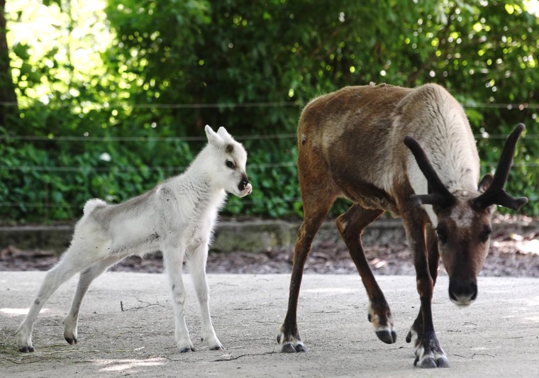 Image: A white-coated reindeer calf \"Lumi\", which means \"Snow\" in Finish, stretches next to its mother Helmi at the Schoenbrunn zoo in Vienna