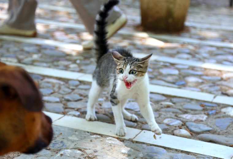 Image: Cat hisses at a dog in Tirana.
