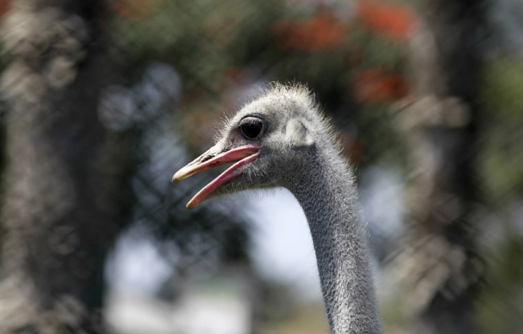 Image: An ostrich is seen during a show with ostriches and hawks, held to mark International Day of Migratory Birds in Lima