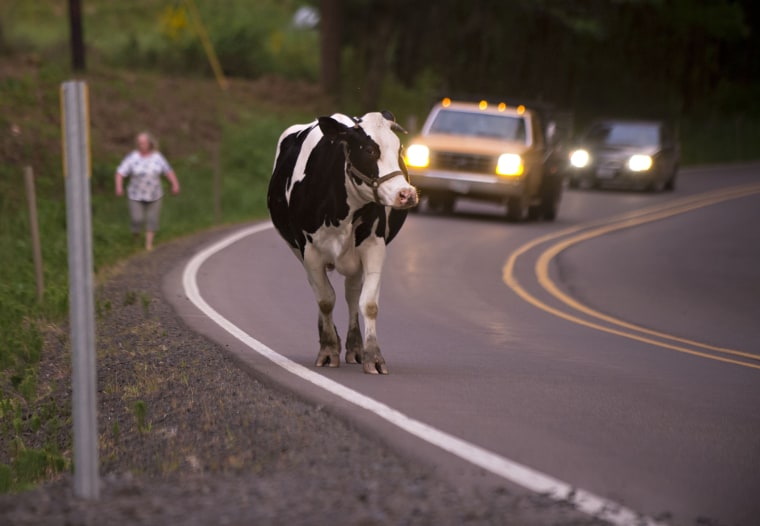 Image: Escaped Cow