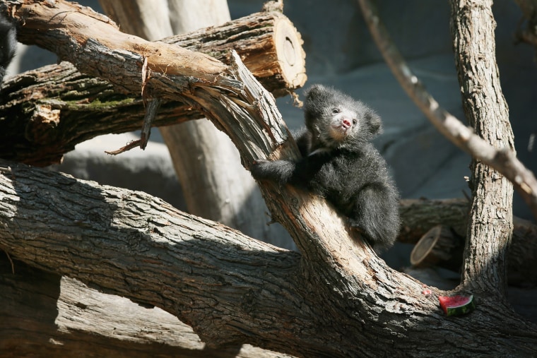 Image: Sloth Bear Cubs Make Public Debut At Chicago's Brookfield Zoo