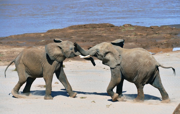 Image: KENYA-UNEP-ELEPHANTS-BINGBING
