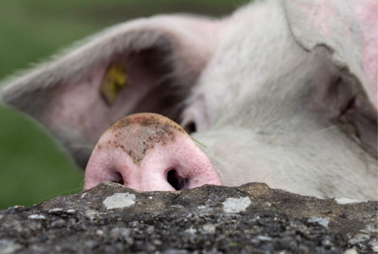 Image: Pig sniffs on parture in Switzerland