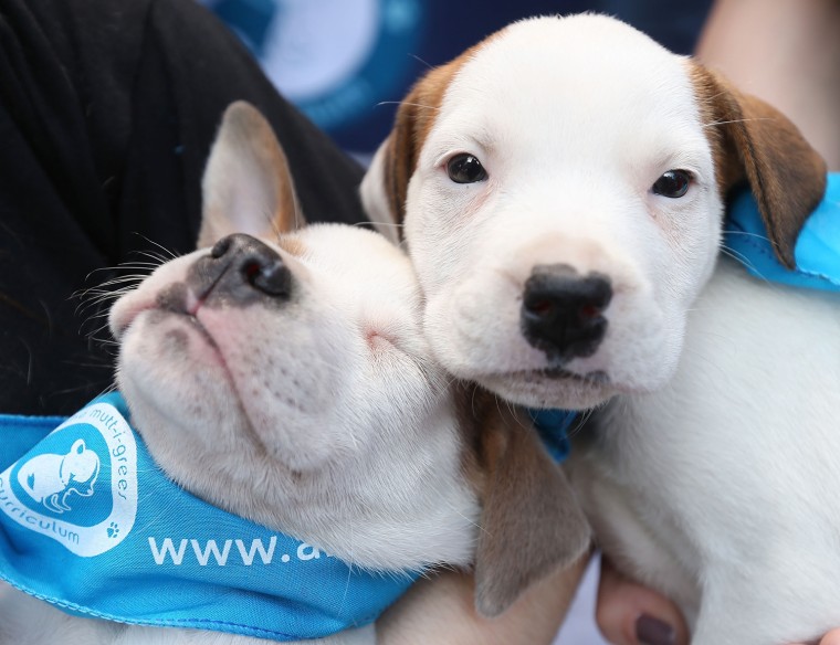 Image: North Shore Animal League America Mobile Adoption Initiative Launch