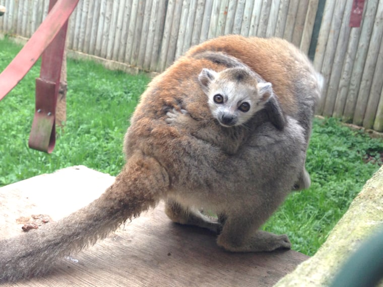 A baby crowned lemur holds on to its mother, Rose, at the Twycross Zoo near the village of Twycross in Leicestershire, England on May 15. The baby, who was born on on April 11, has one sister at Twycross Zoo, three brothers at Belfast Zoo and two other siblings in European zoos.