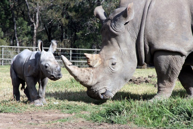 Image: White rhino calf born