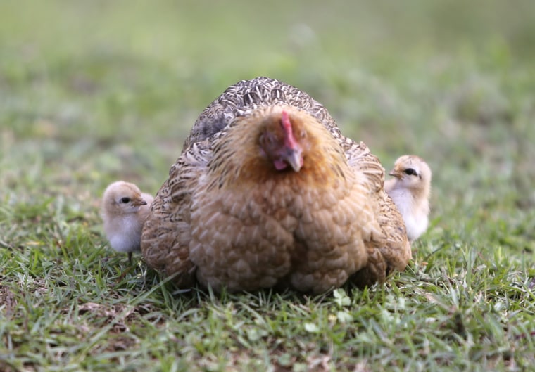 Image: Two chicks look at their mother at a yard in the village of Basha in Congjiang county