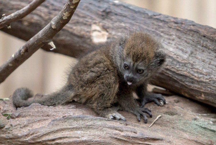 Image: Baby Bamboo Lemur in Wroclaw