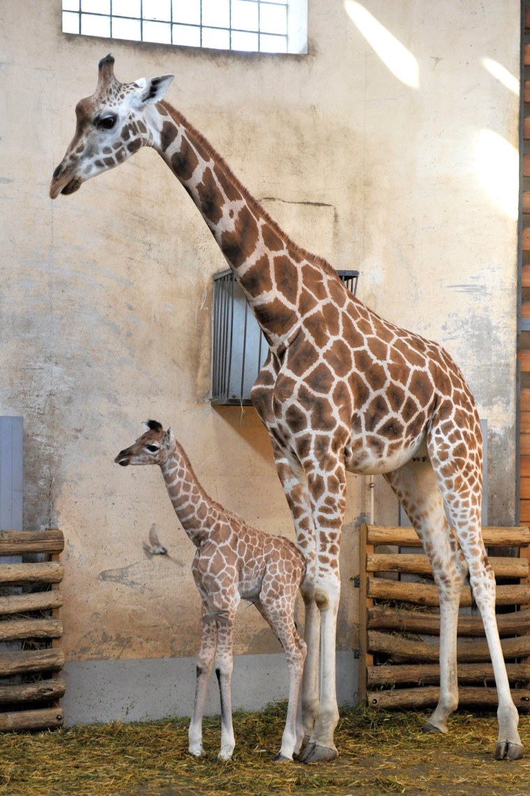 Image: Newborn giraffe baby in the Budapest Zoo