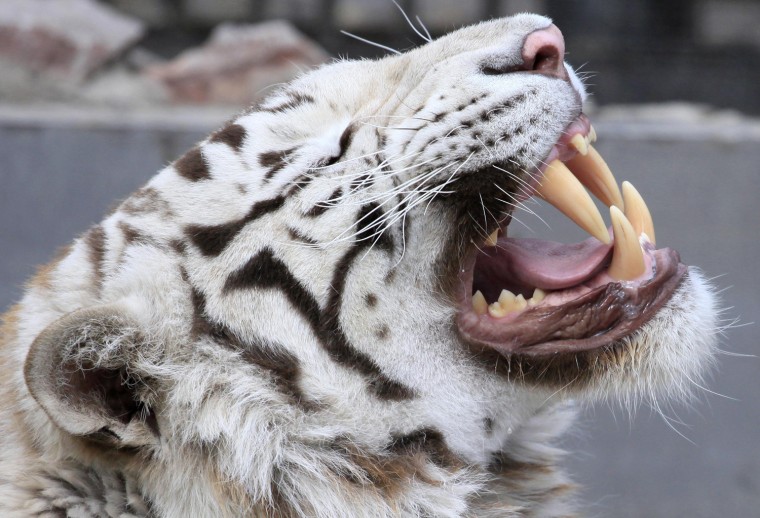 Image: Khan, a 3-year-old male Bengali white tiger, grimaces inside an open-air cage at the Royev Ruchey zoo in Krasnoyarsk