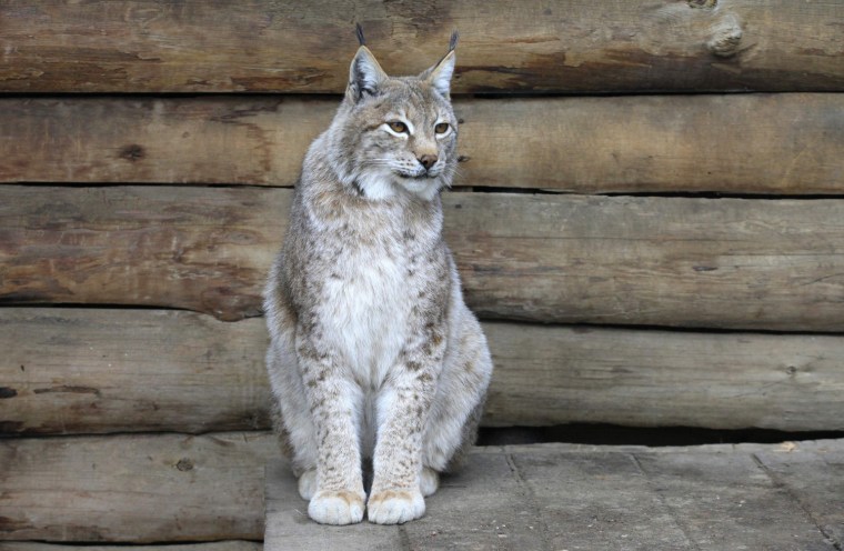 Image: A Siberian lynx sits inside an open-air cage at the Royev Ruchey zoo in Krasnoyarsk