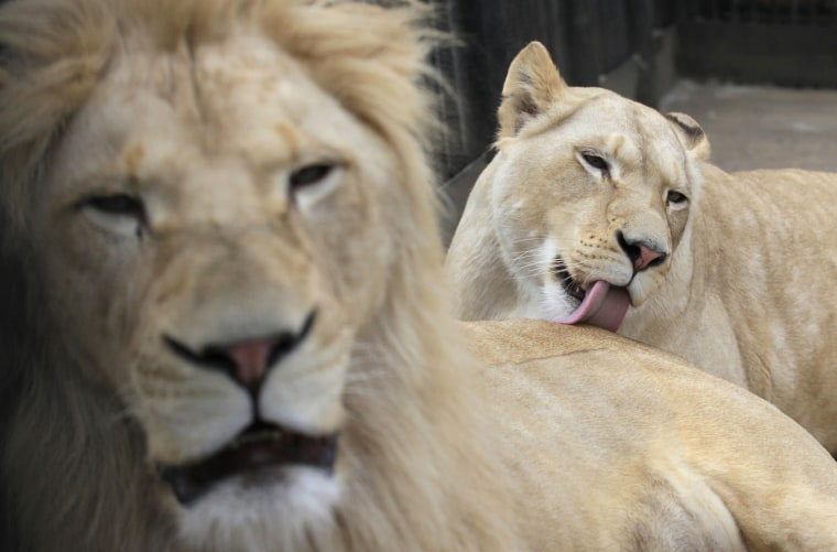 Image: Agata, a three-year-old female white African lion, licks male Almaz inside an open-air cage at the Royev Ruchey zoo in Krasnoyarsk