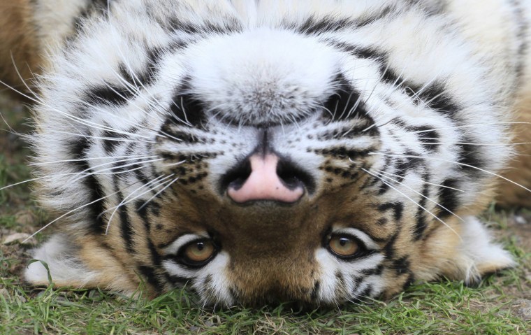 Image: Bartek, a one-year-old male Amur tiger, looks out from an open-air cage at the Royev Ruchey zoo in Krasnoyarsk