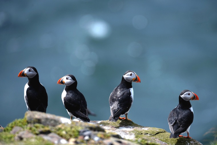 Image: Farne Island Rangers Carry Out 'Puffin Census'