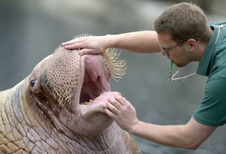 Image: Walrus \"Odin\" is checked by an animal keeper during the annual inventory in Hagenbecks zoo in Hamburg