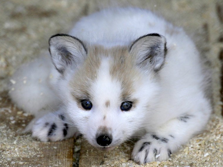 Image: A two-month-old Snow Fox cub lies inside a cage at the Royev Ruchey zoo on the surburbs of Russia's Siberian city of Krasnoyarsk