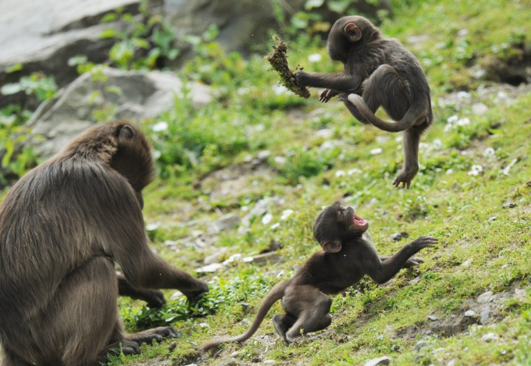 Image: Gelada baboons at the Zurich Zoo