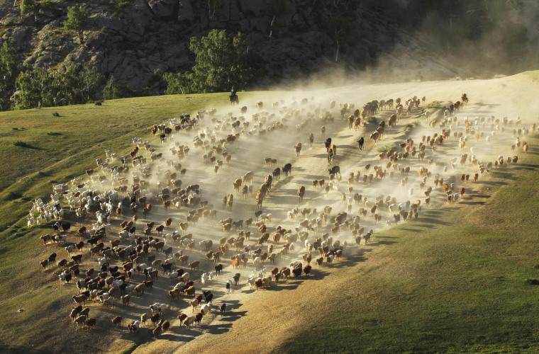 Image: A herdsman directs large herd of cattle, sheep and goat as they migrate to summer pasturing areas at mountainous region in Altay Prefecture