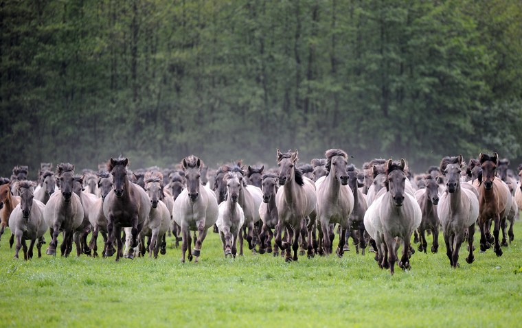 Image: GERMANY-ANIMALS-WILD-HORSES-OFFBEAT