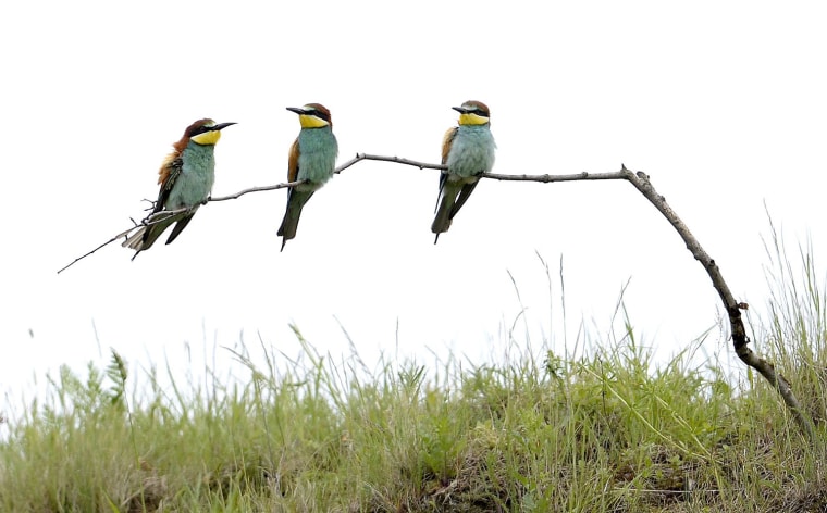 Image: The bee-eaters Merops apiaster