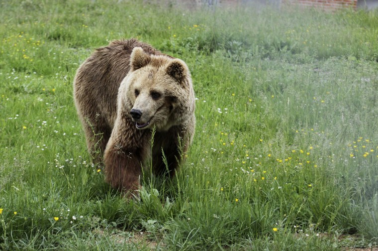 Image: A bear is seen at a sanctuary after having been taken from a private zoo in the Kosovo town of Prizren