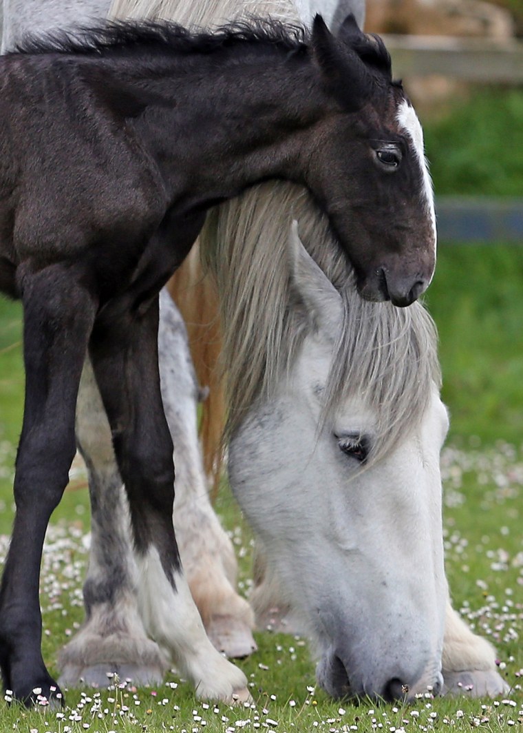 Image: Rare Shire Horse Foal Makes A Public Appearance