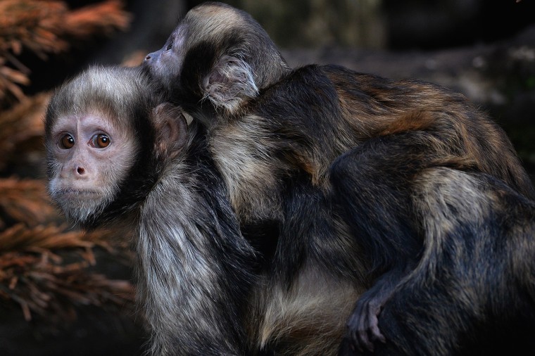 Image: Two New Yellow Breasted Capuchin Infants Make an Appearance at Edinburgh Zoo