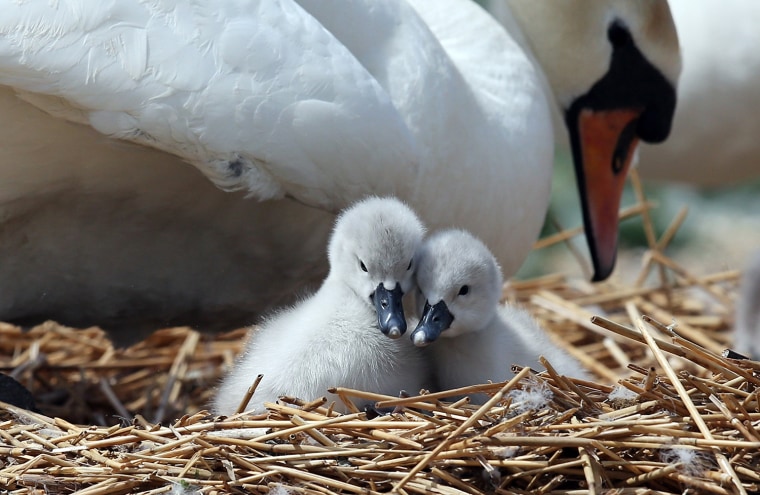 Image: BESTPIX This Year's Cygnets Make A Public Appearance At Abbotsbury Swannery