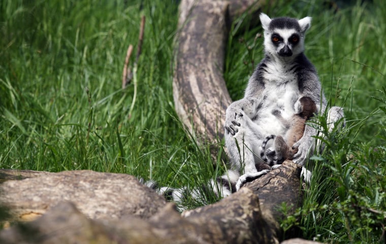 Image: BESTPIX  Bristol Zoo Welcomes Their New Baby Ring-Tailed Lemur