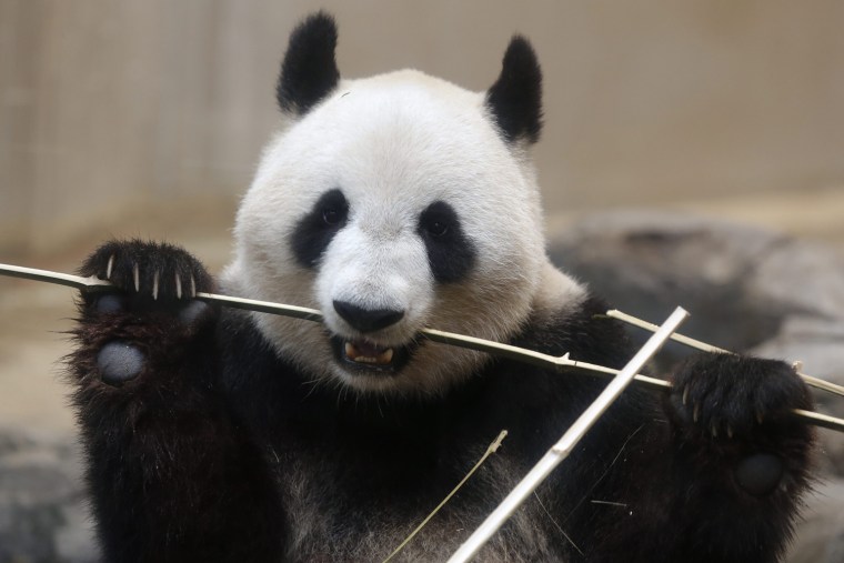 Image: Giant Panda Shin Shin Shows Signs of Pregnancy