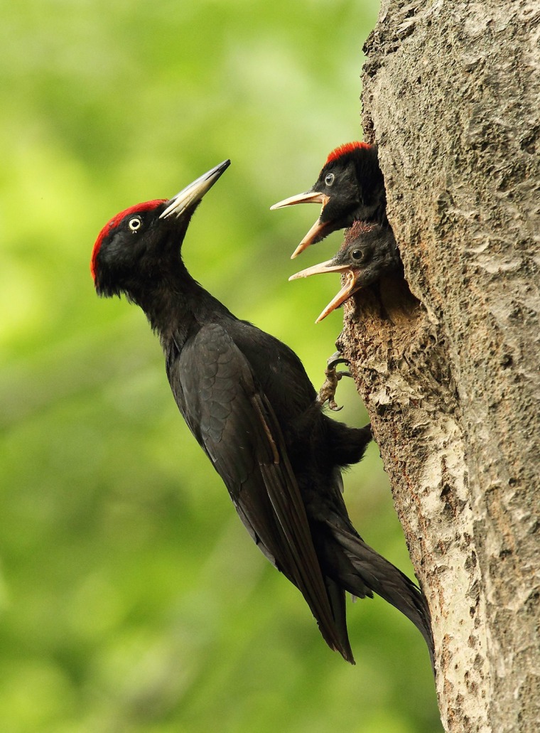 Image: Natural monument black woodpecker