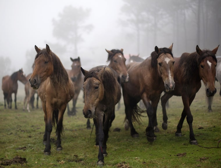 Image: Wild horses are seen in heavy fog during the \"Rapa Das Bestas\" event in Mougas, northwestern Spain