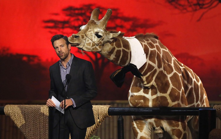 Image: Sudeikis speaks next to baby giraffe at Spike TV's \"Guys Choice\" awards in Culver City