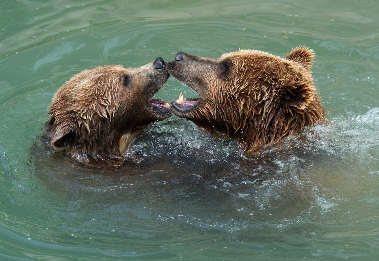 Image: Bear siblings enjoy a swim in the Baerenpark in Bern, Switzerland