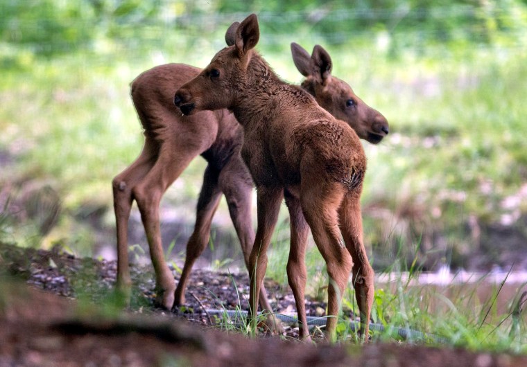 Image: Concerns about moose offspring Herbert