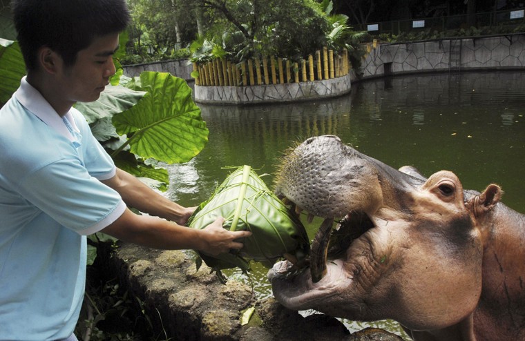 Image: A zookeeper feeds a hippopotamus with forage wrapped in the shape of a zongzi, a traditional Chinese food made from rice wrapped in bamboo leaves, to celebrate the upcoming Dragon Boat Festival at a wildlife zoo in Shenzhen
