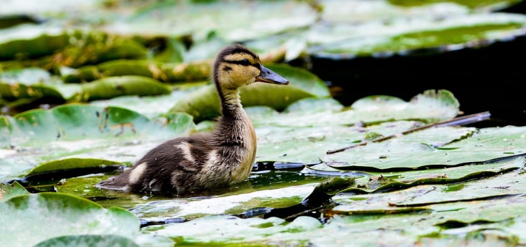 Image: GERMANY-ANIMALS-DUCKLING