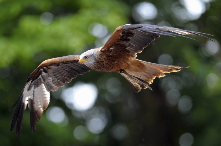 Image: An eagle flies at Pairi Daiza, a zoo and botanical garden, in Brugelette