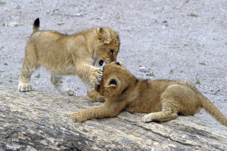 Image: Lion cubs play at Pairi Daiza, a zoo and botanical garden, in Brugelette