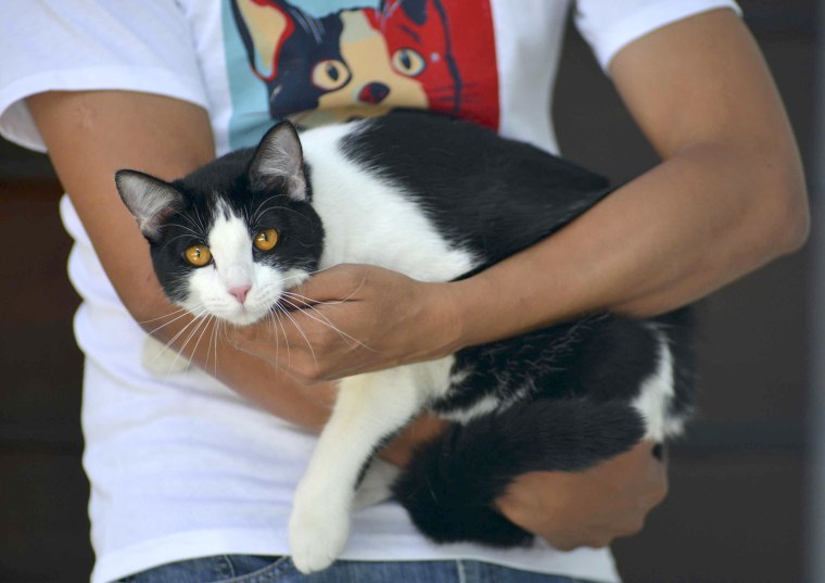 Image: Mayoral candidate Morris the Cat is held by his owner at his home in Xalapa