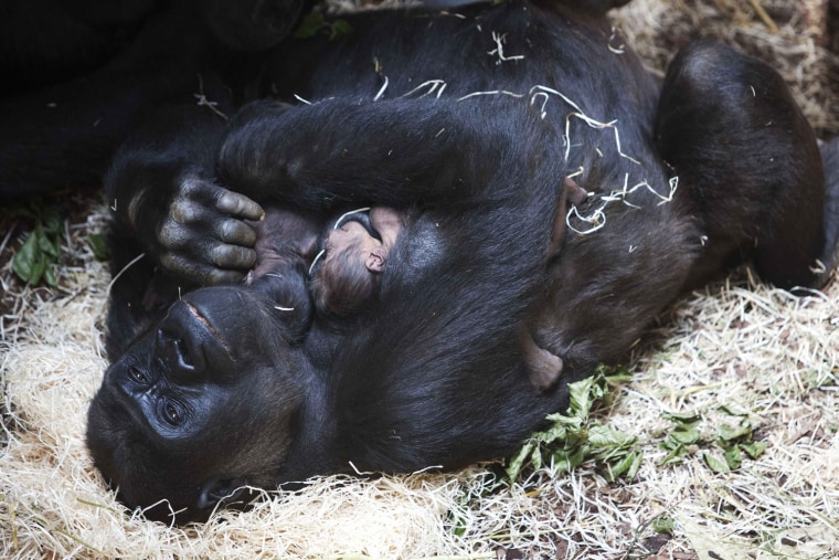Image: Gorilla mother N'Gayla holds her twins at the Burgers' Zoo in Arnhem
