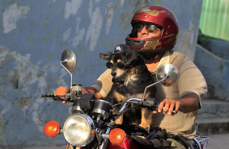Image: Popy, a 14-year-old dog, enjoys the ride as his owner Abel cruises around Havana