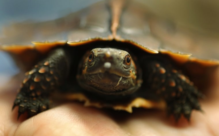 Image: A keeper holds the first Spiny turtle to be bred in the UK in the turtle breeding room at Chester Zoo