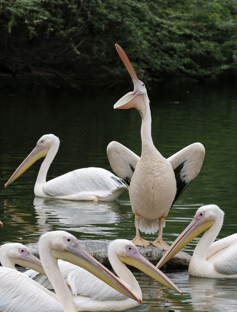 Image: Pelican at the zoo of New Delhi, Indiapelican
