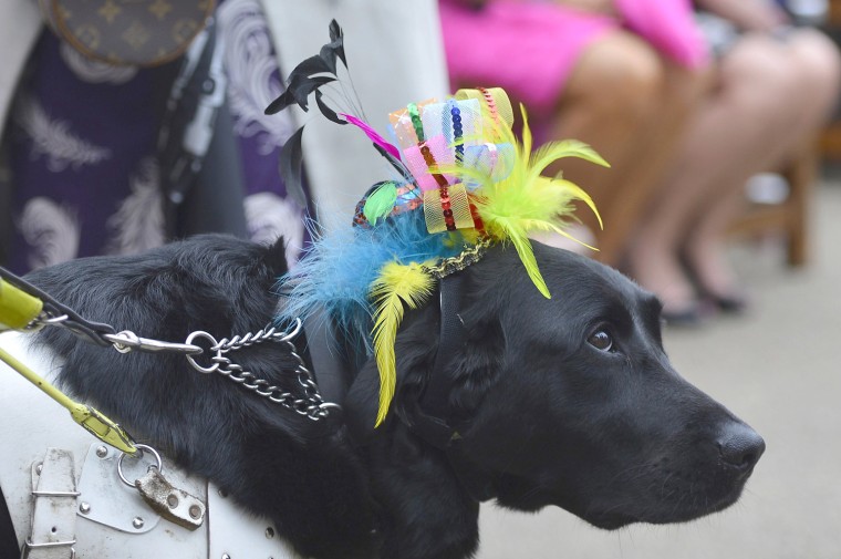 Image: A guide dog for the blind wears a hat as it arrives with its owner on Ladies' Day at the Royal Ascot horse racing festival at Ascot