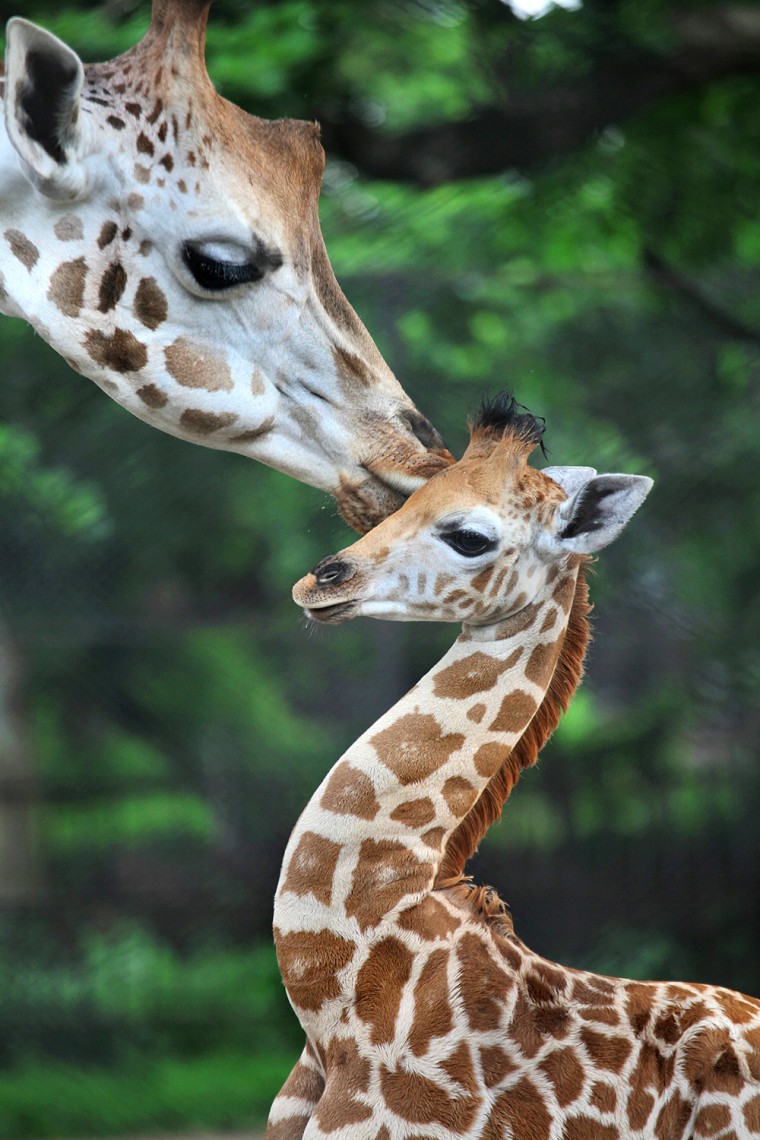 Image: An adult Giraffe and twenty nine days old calf at Alipore Zoo