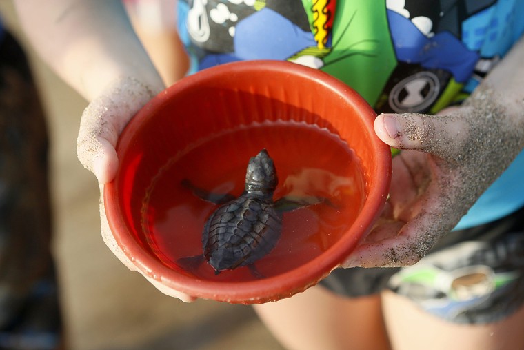 Image: Sea Turtles released in Indonesia